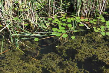 Thickets on the water