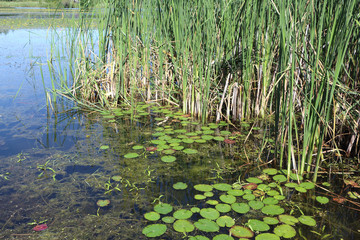Thickets on the water, Karakan River,  Russia
