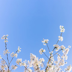 Cherry tree branch. Sakura spring card. Garden background. Design element. clear blue sky