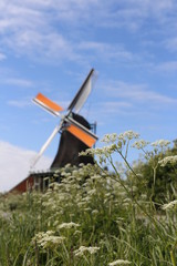Fototapeta na wymiar View of traditional Dutch windmill with the flowers as clear foreground in spring at the Zaanse Schans, Zaandam, Netherlands