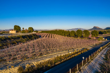Naklejka premium Peach blossom in Cieza La Torre in the Murcia region in Spain