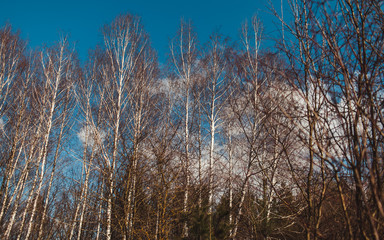 tree leaves grass flowers sky spring nature