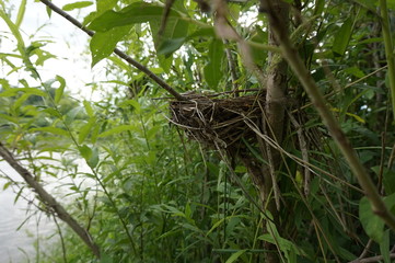 nest