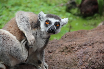 ring tailed lemur portrait
