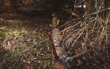 tree leaves grass flowers sky spring nature