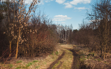 tree leaves grass flowers sky spring nature