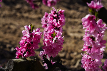 Peach blossom in Cieza, Soto de la Zarzuela in the Murcia region in Spain