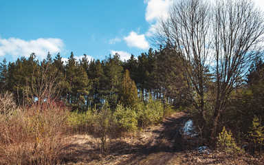 tree leaves grass flowers sky spring nature