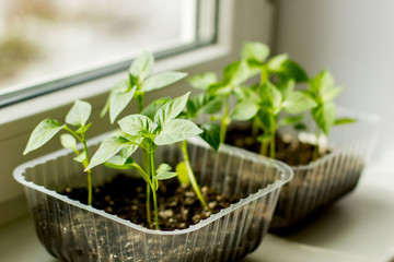 Seedlings from tomato seeds at home in the sunlight.