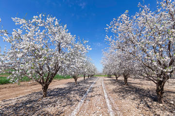 Rows of Almond blossom trees in orchard against a blue sky
