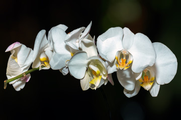 Beautiful White Orchid at night
