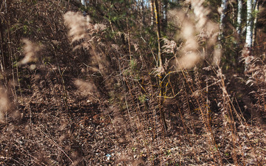 tree leaves grass flowers sky spring nature