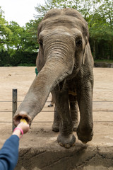 Elefant hat Hunger