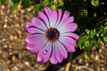 Purple and white daisy with raindrops