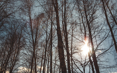tree leaves grass flowers sky spring nature