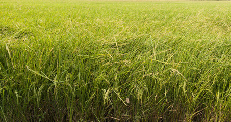 Rice field before harvesting.