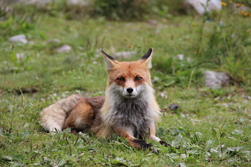 Naklejka na ściany i meble Portrait of a Red Fox Looking into the Camera