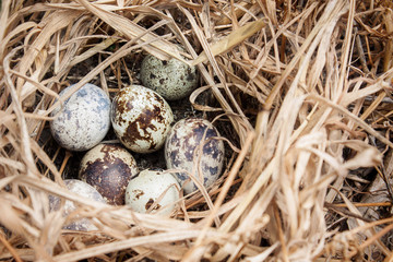 a nest with eggs of the birds from hay shot closeup