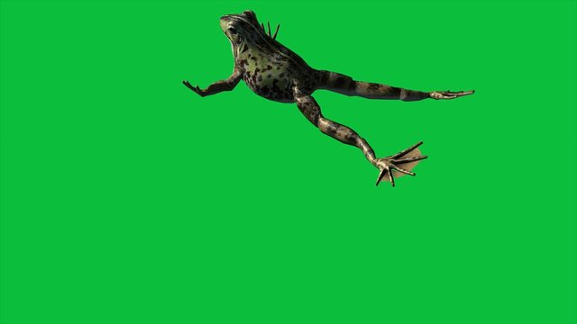 4k animation - Frog Eat ,Walk And Jump on the Green Screen