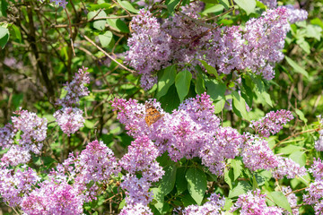 Blooming lilac bush with many flowers with butterfly urticaria