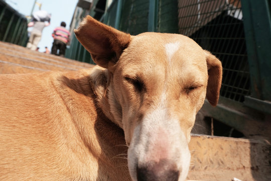 27 Best Torn Ear Images Stock Photos Vectors Adobe Stock