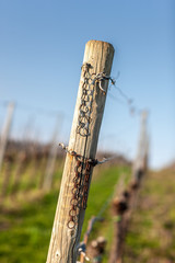 Holzpfahl im Weinberg