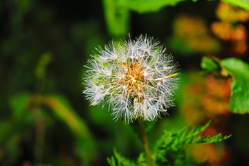 The mature dandelion has green leaves and white seeds