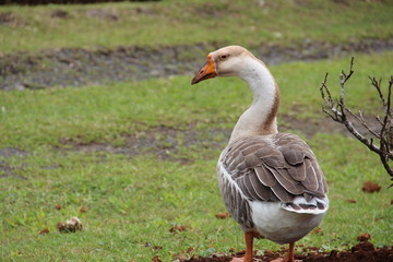 goose on grass