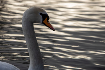 Beautiful swan close up in German lake