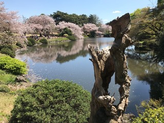 japanese park cherry bloom sakura