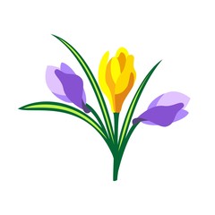 A small bouquet of flowers. Crocuses. Vector illustration.