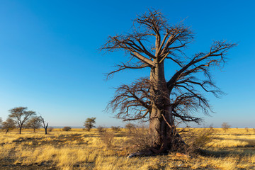 Fototapeta na wymiar Single dry baobab tree on Kukonje Island