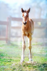 Foal on the spring grass in the farm yard