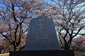 Fototapeta premium 桜と王将碑