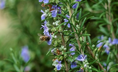 Bee and purple rosemary herb in nature