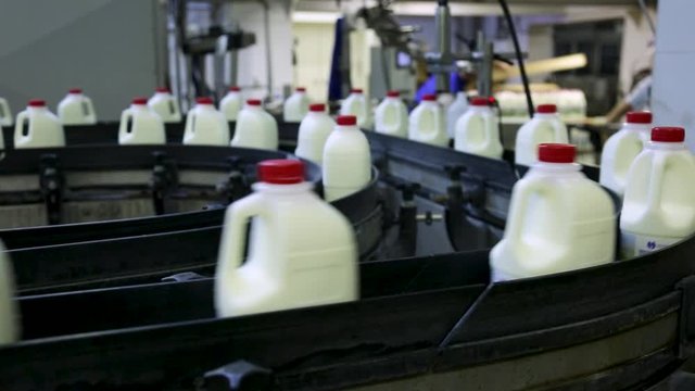 Automatic conveyor with bottles at the milk factory
