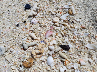 Sea shell on the beach.