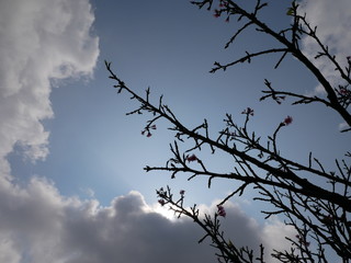 Cherry blossoms branches with sky