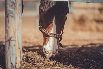old mare horse in halter eating hay in paddock in spring daytime