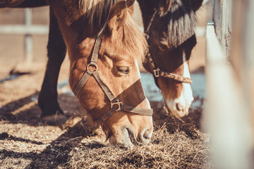 gelding and mare horses in halters in herd eating hay in paddock in spring daytime - obrazy, fototapety, plakaty