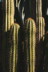 Cactus Plant Portrait