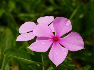 Obraz premium Madagascar periwinkle flowers with water drops