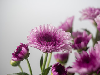 Flowers with multi-layered petals, Chrysanthemum pink flower. Closeup flower. Nature. background. Flower blooming