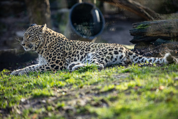 leopard close up in sunny afternoon