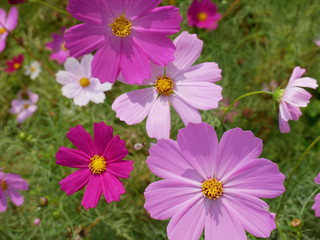Cosmos flowers pink beautiful plant