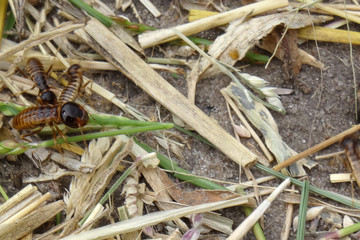 Hodotermitidae