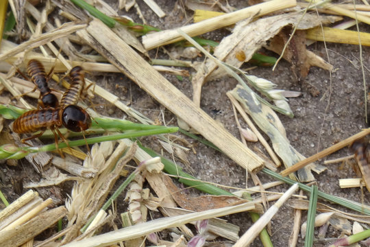 Hodotermitidae