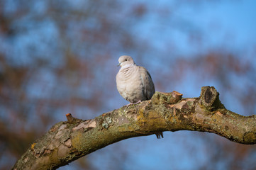 bird Eurasian collared dove, Streptopelia decaocto, close up portrait on colorfull blurred background in spring garden. Europe Czech Republic wildlife