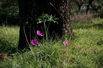 Anemone: The Messenger of Spring