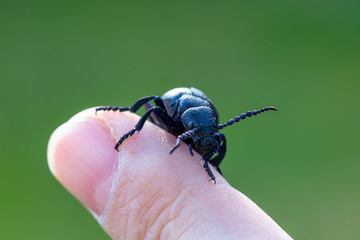 big poisonous Violet oil beetle, Meloe violaceus on human finger. Spring time. Europe Czech Republic wildlife